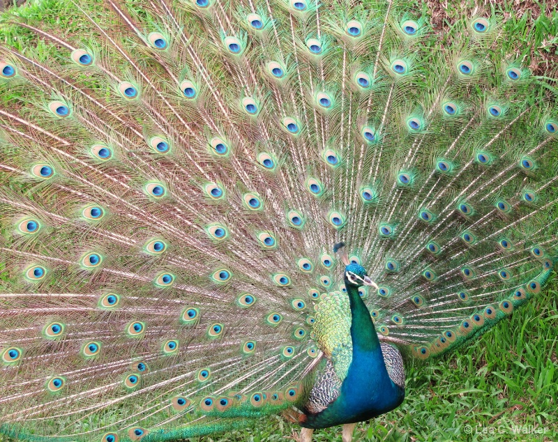 Blue Green Peacock 2