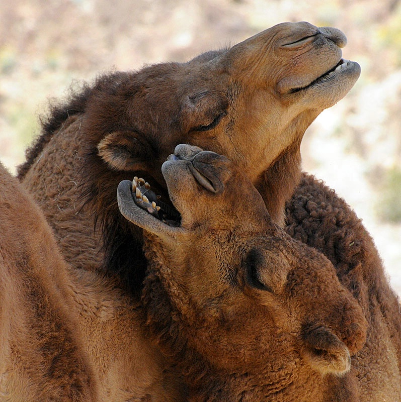 Whispering Sweet Nothings In His Ear