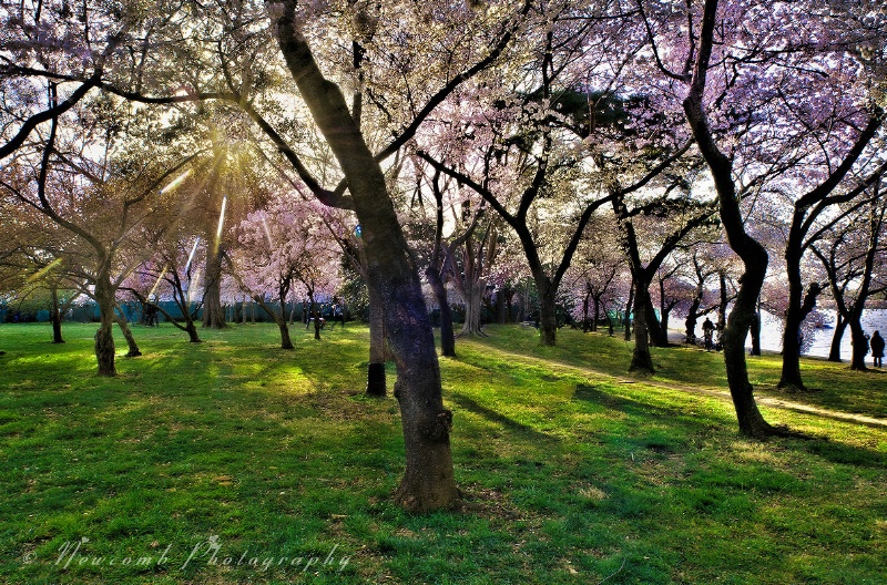 Washington D.C. Cherry Blossoms