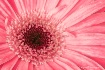 P I N K    Lady