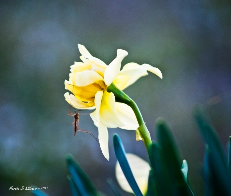 Bug on the Daffodil