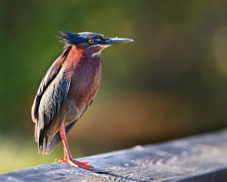 Morning Watch