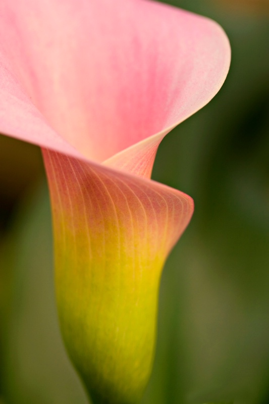 Pink Calla Lily