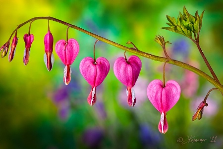 Bleeding Hearts