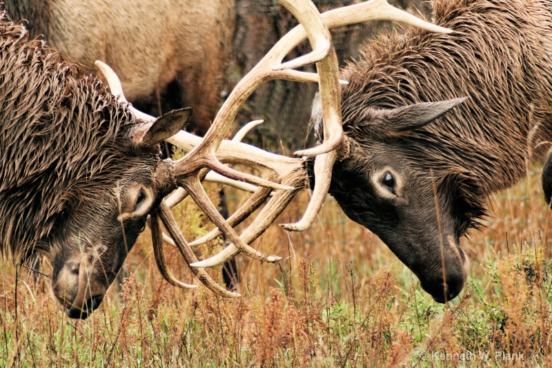 Elk Dominance