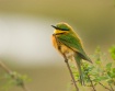 bee eater, kenya