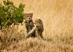 cheetah cubs
