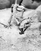 Bones