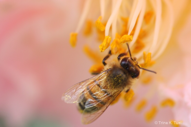 Bee on Flower - ID: 11579893 © Trina K. Tuel