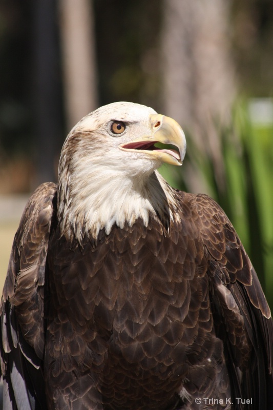 Bald Eagle - ID: 11579896 © Trina K. Tuel