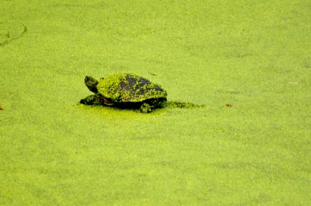 Turtle in the duckweed