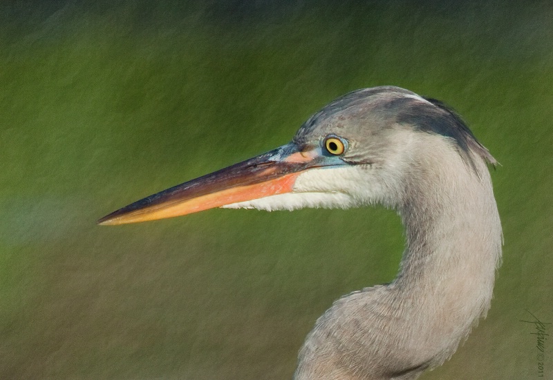 <Bb>Great Blue Heron Study</b>