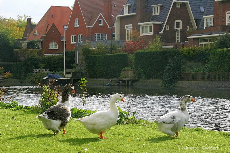 Amsterdam Ducks