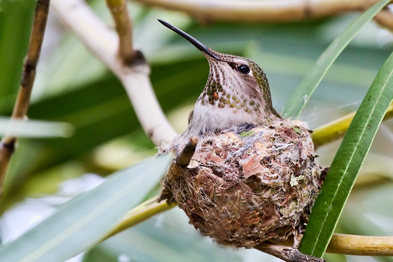 Annas Hummingbird - ID: 11581147 © Leslie J. Morris
