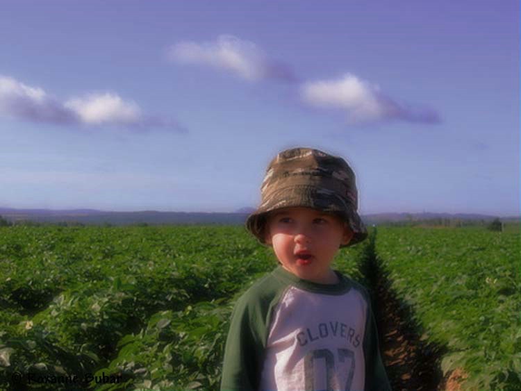 Potato Fields