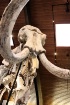 Ice Age