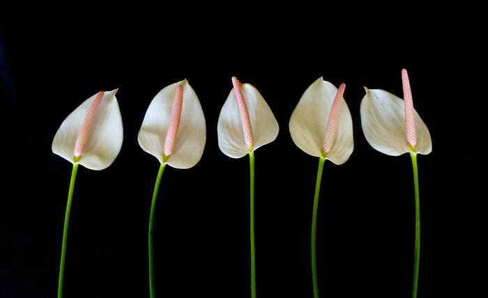Chorus Line - ID: 11581589 © Karen J. Glenn