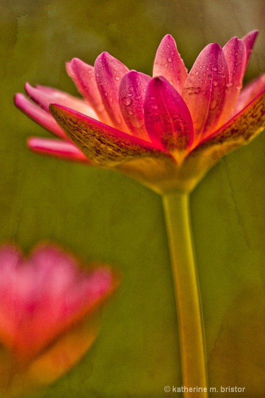 Water lily with texture added