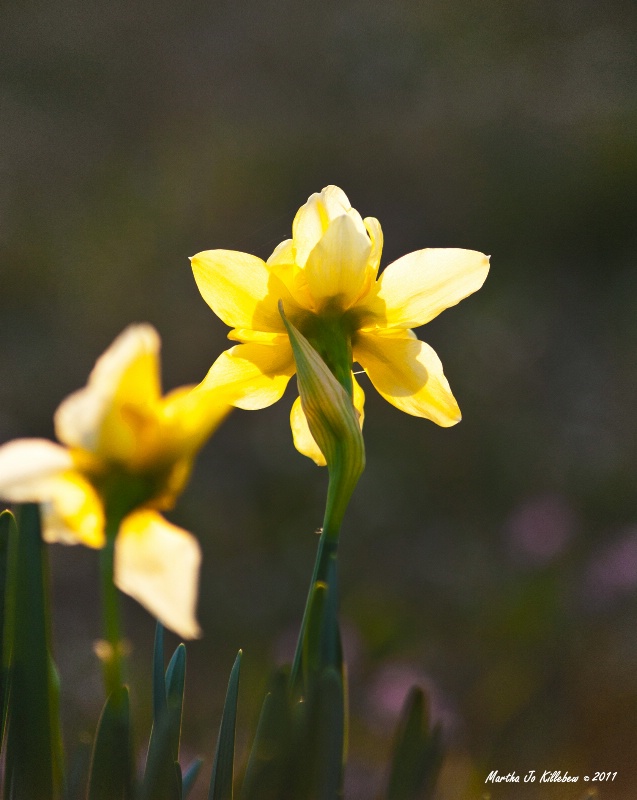 The Daffodil 
