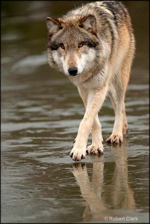 walking wolf