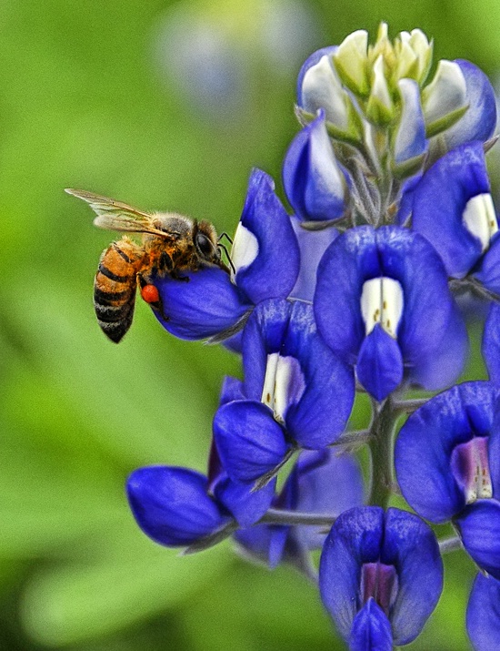 Bluebonnet and the bee!