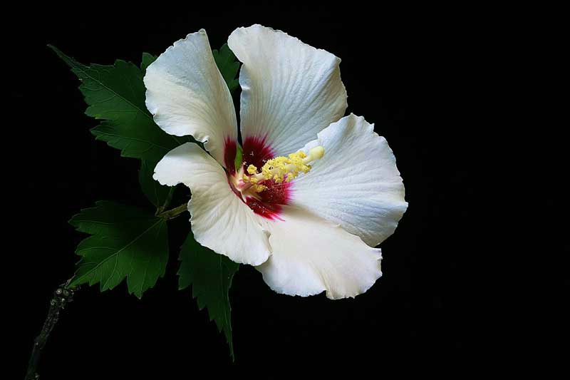 Hibiscus Copper King