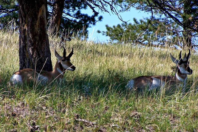Pronghorn or American Antelope - ID: 11584091 © Denny E. Barnes