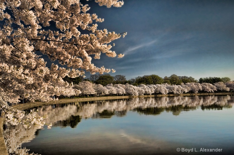  Cherry Blossoms Reflections