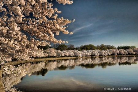  Cherry Blossoms Reflections