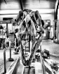 Jurassic