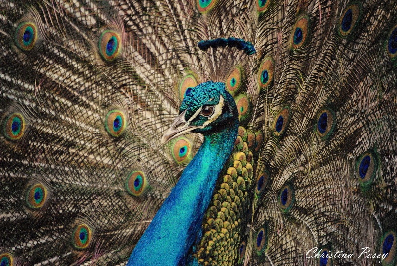  Peacock1