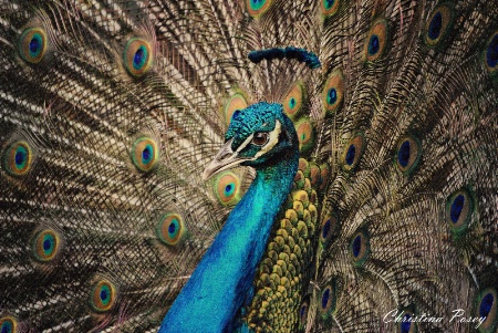  Peacock1