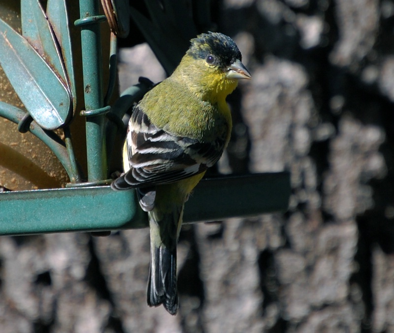 Lesser Goldfinch