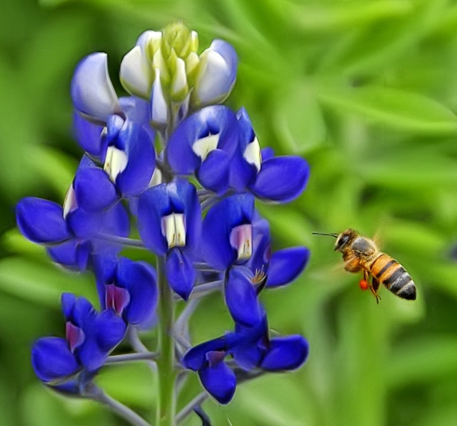 Another bluebonnet and bee . . . 