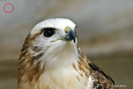 white red tailed hawk-annotated copy