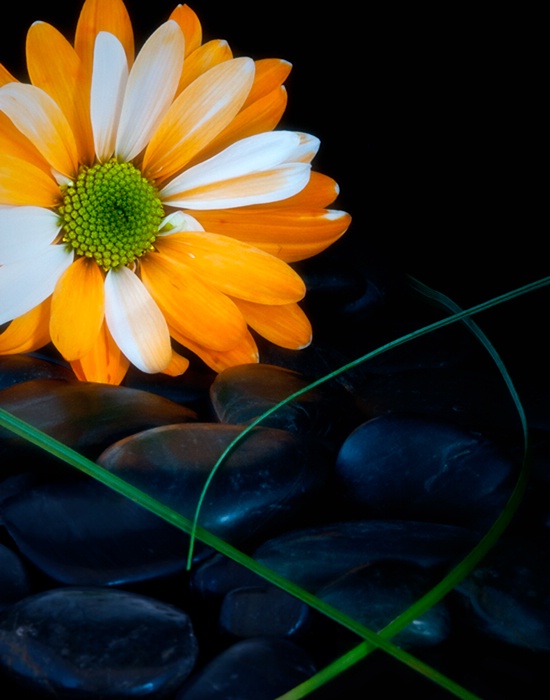 Gerbera on the Rocks