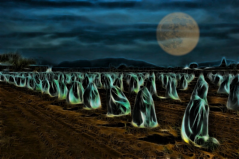 Ghostly Harvest