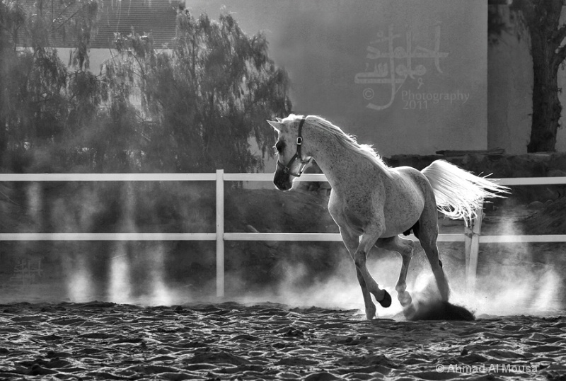 asir- -horses ss