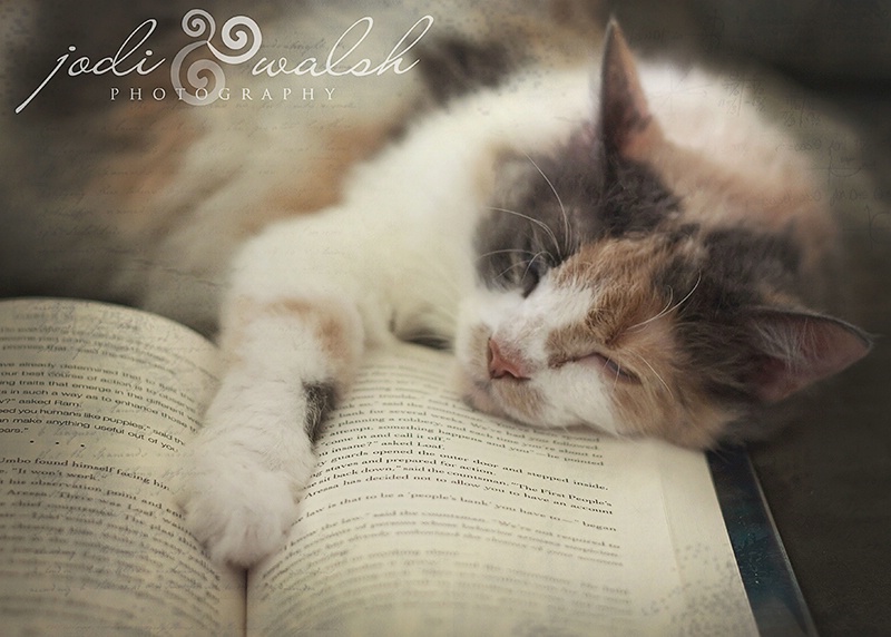 Curled up with a Good Book
