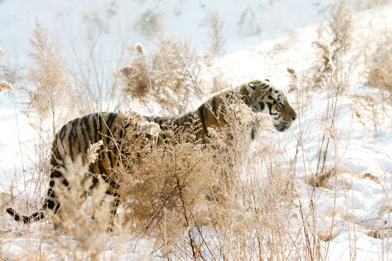 Tiger in Nature                                157 - ID: 11589872 © DEBORAH thompson