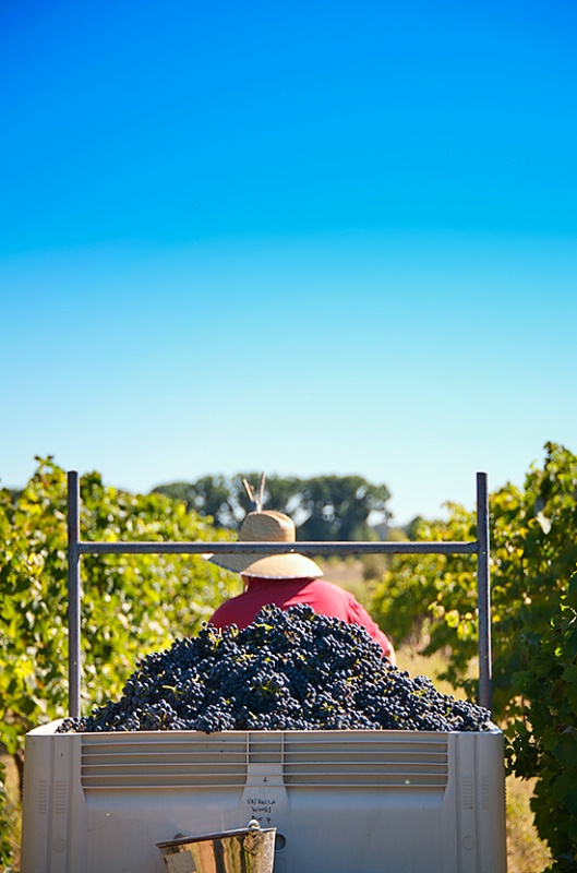 Wine Shoot - Harvesting the Grapes