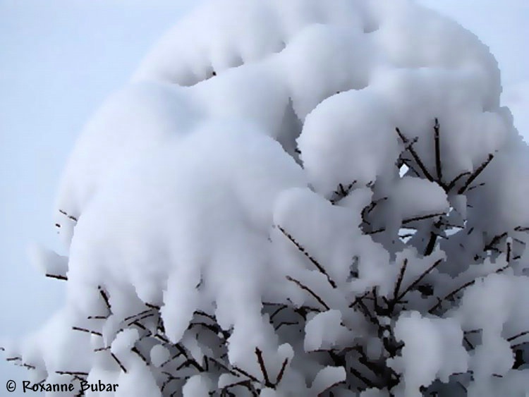 Not Amused With Mother Nature.