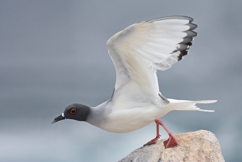 Swallowtail Gull Liftoff