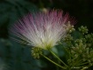Mimosa 