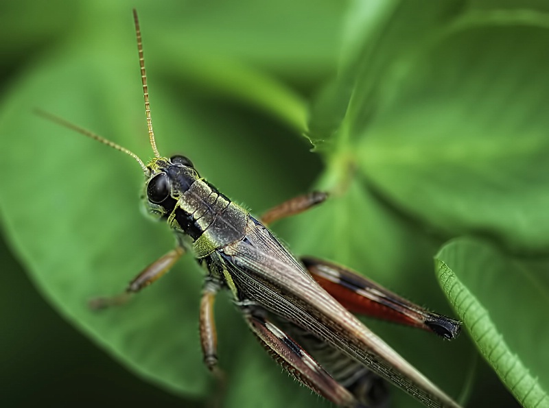 Grasshopper