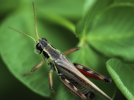 Grasshopper