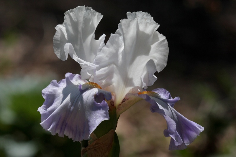 Iris - Blue and White