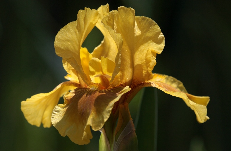 Iris - Golden