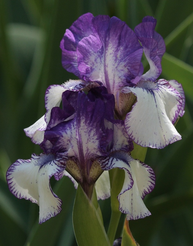 Iris - Violet and White