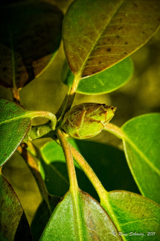 Rhododendron Bud 